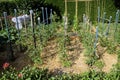 Vegetable garden, permaculture and wooden stakes