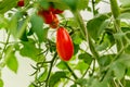 Vegetable garden with plants of red tomatoes. Royalty Free Stock Photo