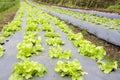 Vegetable garden with plastic film