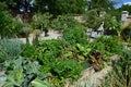 Vegetable garden Raised wooden beds in Schlosshof Austria professionally planted with groups of perennials