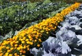 Vegetable garden with red cabbage, tagetes, cabbage and low beans