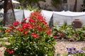 Vegetable garden with red flowers and netting at Chateau du Rivau in the Loire Valley, France.