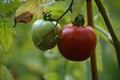 Vegetable Garden with Red and Green Tomatos Royalty Free Stock Photo