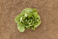 Vegetable Garden Romaine Lettuce