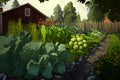vegetable garden with row of sunchoke, fennel, and lettuce Royalty Free Stock Photo