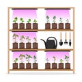 Vegetable garden on shelves with artificial lighting and seedlings. Growing garden plants with purple light under a