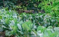 Vegetable Garden Royalty Free Stock Photo