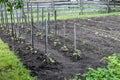 Vegetable Garden Staked Tomato Plants Royalty Free Stock Photo