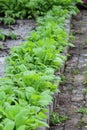 Vegetable garden with tomato Royalty Free Stock Photo