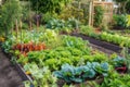 vegetable garden with variety of leafy greens and colorful vegetables Royalty Free Stock Photo