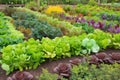 vegetable garden with variety of leafy greens and colorful vegetables Royalty Free Stock Photo