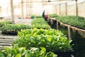 Vegetable garden vegetable in the greenhouse Lettuce Chinese kale Morning light