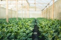 Vegetable garden vegetable in the greenhouse Lettuce Chinese kale Morning light