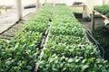 Vegetable garden vegetable in the greenhouse Lettuce Chinese kale Morning light