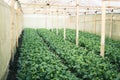 Vegetable garden vegetable in the greenhouse Lettuce Chinese kale Morning light