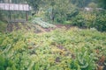 Vegetable garden