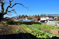 Vegetable garden village rural in Japan Royalty Free Stock Photo