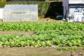 Vegetable garden village rural in Japan Royalty Free Stock Photo