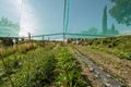 Vegetable garden in a village with various plants on garden ridges with transparent tent protection of the sun.