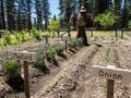 Vegetable garden Royalty Free Stock Photo