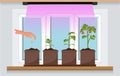 Vegetable garden on the window with seedlings. Growing garden plants with purple light under a phytolamp. Plant care