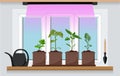 Vegetable garden on the window with seedlings. Growing garden plants with purple light under a phytolamp. Plant care