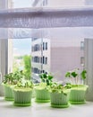 Vegetable garden on window sill Royalty Free Stock Photo