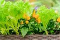 Vegetable garden on the window sill. Green lettuce and  orange jalapeno peppers grow in a basket Royalty Free Stock Photo