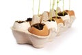 Vegetable garden on the windowsill. Seedlings of green peas in eggshells Royalty Free Stock Photo