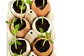 Vegetable garden on the windowsill. Seedlings of green peas in eggshells Royalty Free Stock Photo