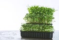 Vegetable garden on the windowsill, vertical beds in used plastic packaging