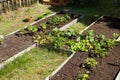 Vegetable garden with wooden sides