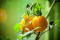 Vegetable garden with yellow tomatoes