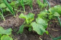 Vegetable garden. Country style. Royalty Free Stock Photo