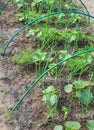 Vegetable garden. Country style. Royalty Free Stock Photo