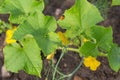 Vegetable garden. Country style. Royalty Free Stock Photo