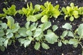 Vegetable garden with young plants Royalty Free Stock Photo