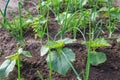 Vegetable garden. Country style. Royalty Free Stock Photo