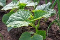 Vegetable garden. Country style. Royalty Free Stock Photo