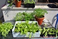 Vegetable gardeners work station