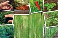 Vegetable gardening and growth, photo collage