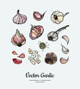 Vegetable garlic. Hipster hand drawn vector set white, pink and black garlic heads, sliced, chopped. Hand drawn isolated
