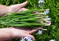 Vegetable, green, food, onion, fresh, isolated, organic, healthy, hand, plant, white, spring, garden, bunch, raw, vegetables, ingr Royalty Free Stock Photo