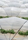 Vegetable greenhouse Royalty Free Stock Photo