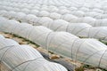 Vegetable greenhouse Royalty Free Stock Photo