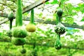 Vegetable greenhouse Royalty Free Stock Photo
