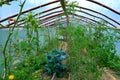 Vegetable Greenhouse garden