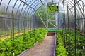 Vegetable greenhouses made of transparent polycarbonate