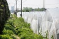 Vegetable greenhouses