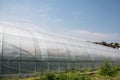 Vegetable greenhouses